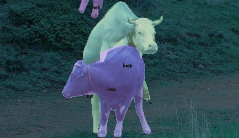 yapay zeka inek kızgınlık takibi