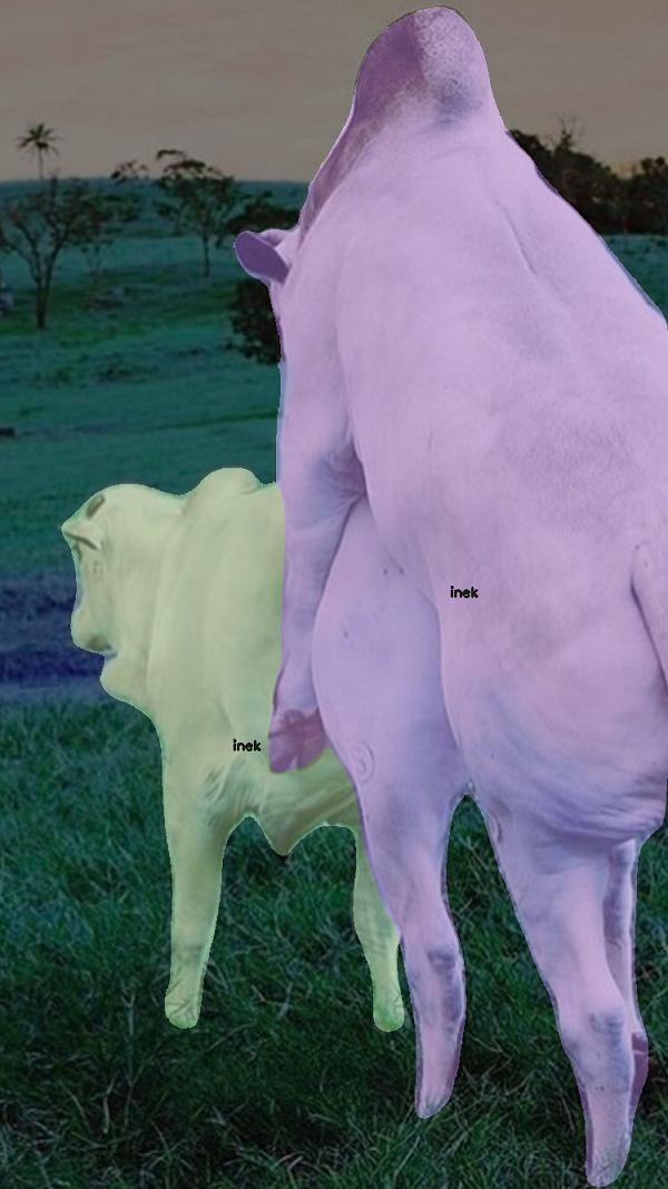 yapay zeka inek kızgınlık takibi